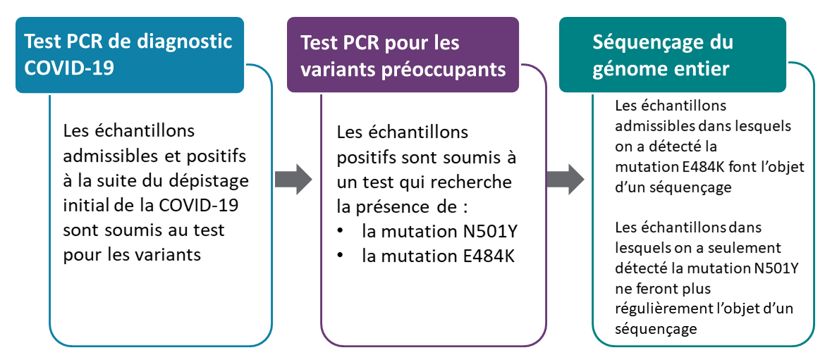 Organigramme montrant les changements dans les tests de variantes. 1. Test PCR de diagnostic COVID-19: Les échantillons admissibles et positifs à la suite du dépistage initial de la COVID-19 sont soumis au test pour les variants. 2. Test PCR pour les variants préoccupants les échantillons positifs sont soumis à un test qui recherche la présence de la mutation N501Y et la mutation E484K. 3. Séquençage du génome entier: Les échantillons admissibles dans lesquels on a détecté la mutation E484K font l’objet d’un séquençage. Les échantillons dans lesquels on a seulement détecté la mutation N501Y ne feront plus régulièrement l’objet d’un séquençage