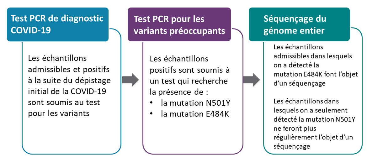 Organigramme montrant les changements dans les tests de variantes. 1. Test PCR de diagnostic COVID-19: Les échantillons admissibles et positifs à la suite du dépistage initial de la COVID-19 sont soumis au test pour les variants. 2. Test PCR pour les variants préoccupants les échantillons positifs sont soumis à un test qui recherche la présence de la mutation N501Y et la mutation E484K. 3. Séquençage du génome entier: Les échantillons admissibles dans lesquels on a détecté la mutation E484K font l’objet d’un séquençage. Les échantillons dans lesquels on a seulement détecté la mutation N501Y ne feront plus régulièrement l’objet d’un séquençage