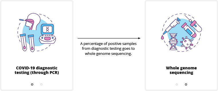 Image shows the process for COVID-19 whole genome sequencing.
